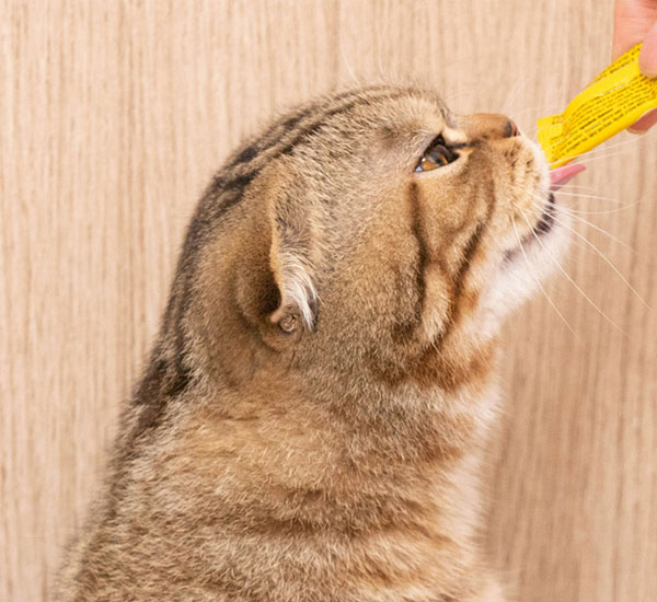 Cat eating