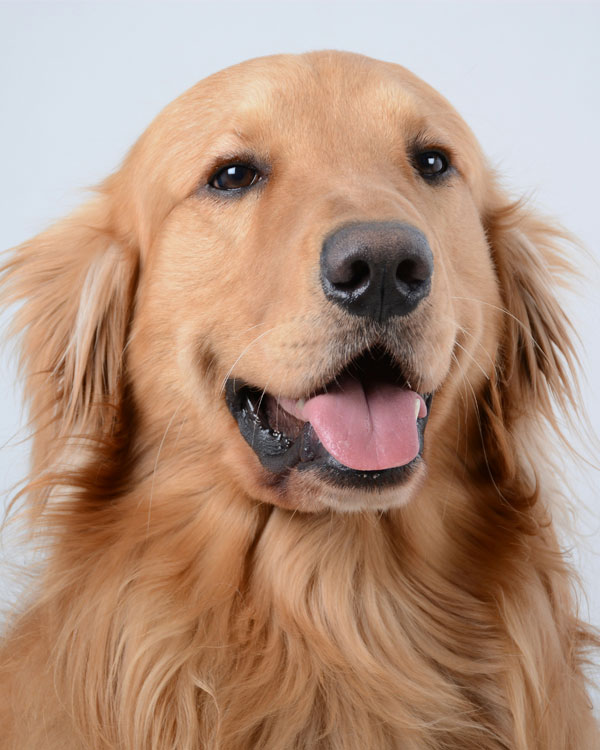 Intown-Animal-Hospital-Policies-section Intown-Animal-Hospital-Policies-section