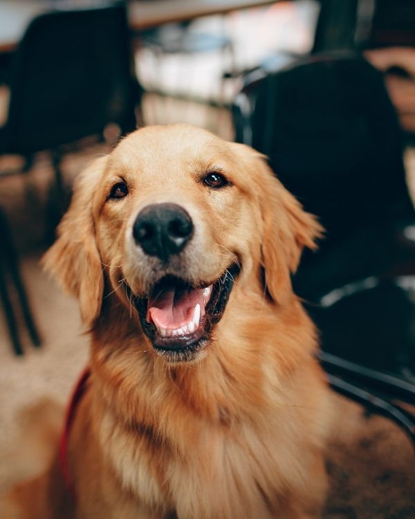 Pet Ultrasound recommendation