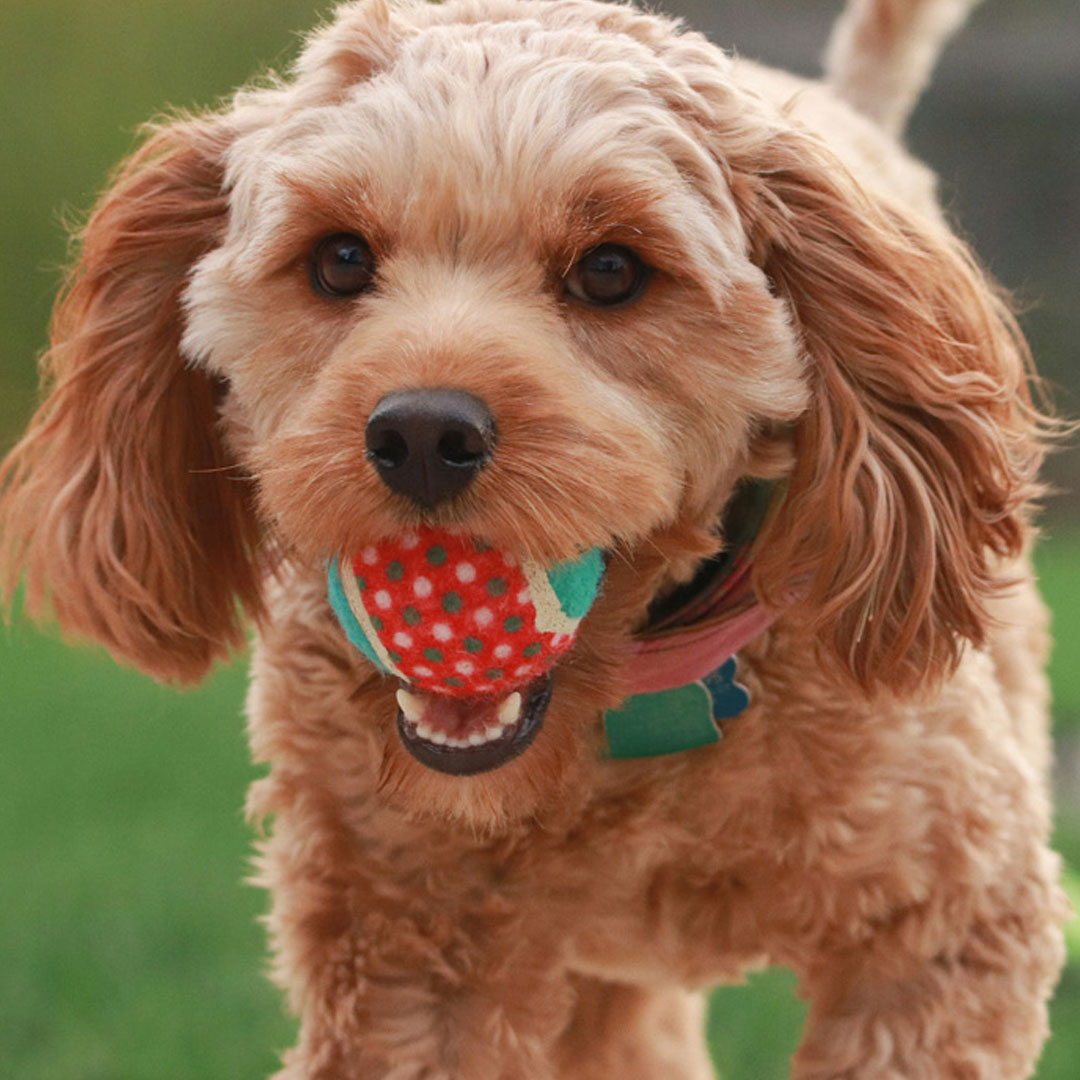 Puppy-playing-with-ball