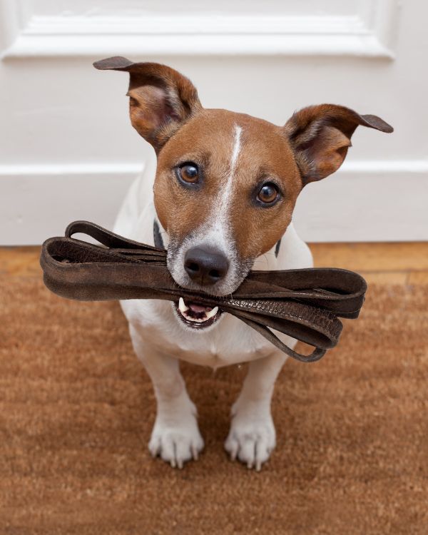 What Is Pet Behavioral section