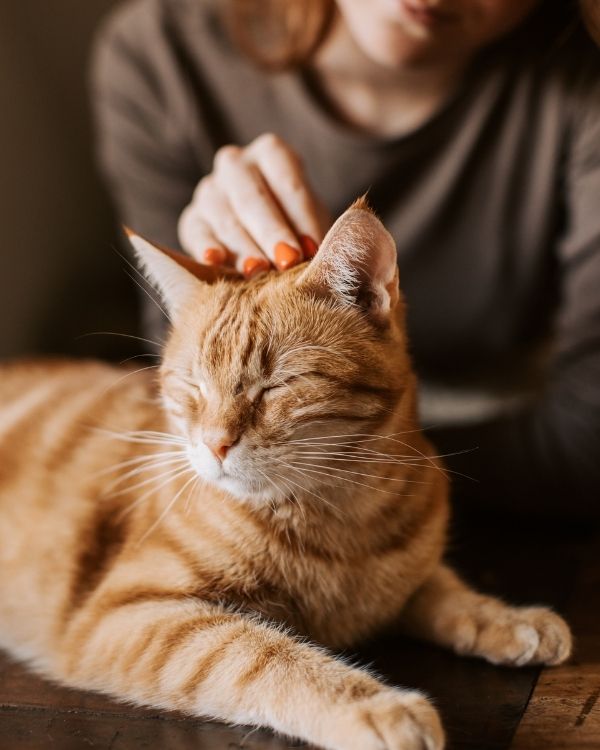 When Is Euthanasia the Right Choice