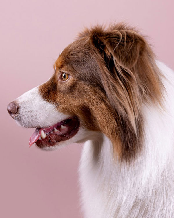 Who-Should-Be-Microchipped-section
