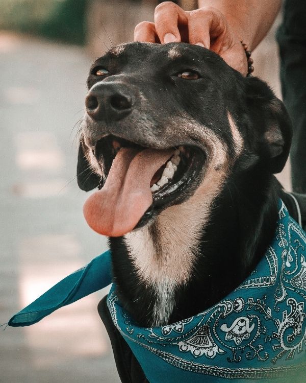 Why Choose Intown Animal Hospital for Pet Geriatric Care