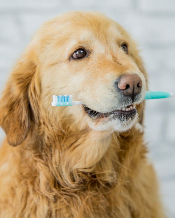 Why Choose Intown Animal Hospital