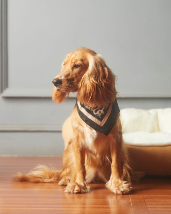 Why Pet Laboratory Testing