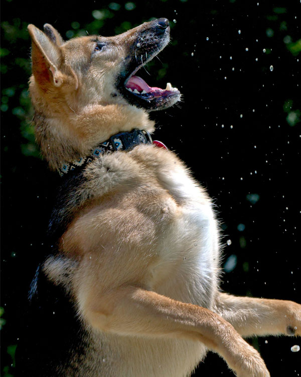 Why-Pet-Microchipping-Matters-section