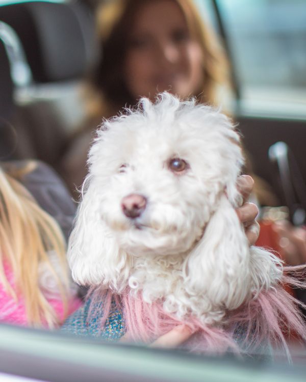 Why Pet Travel Certification section