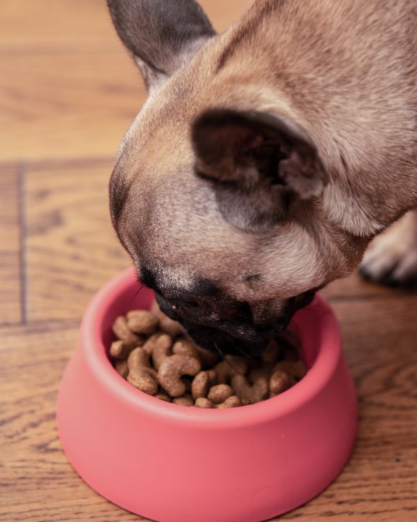 Why pet nutrition matters