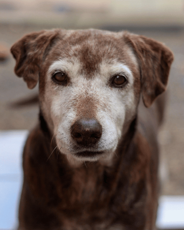 What-Is-Veterinary-Dental-Care-section