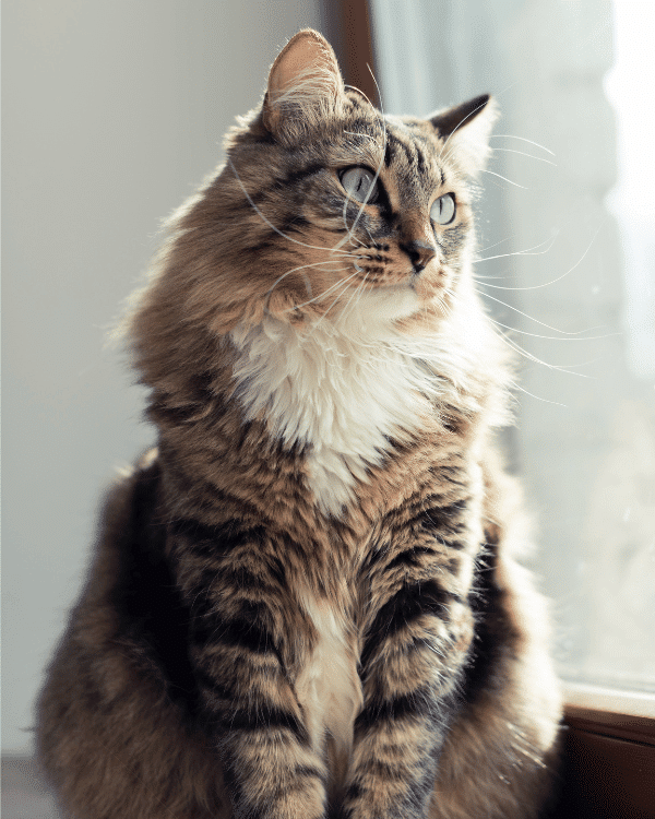 What-Is-Pet-Soft-Tissue-section
