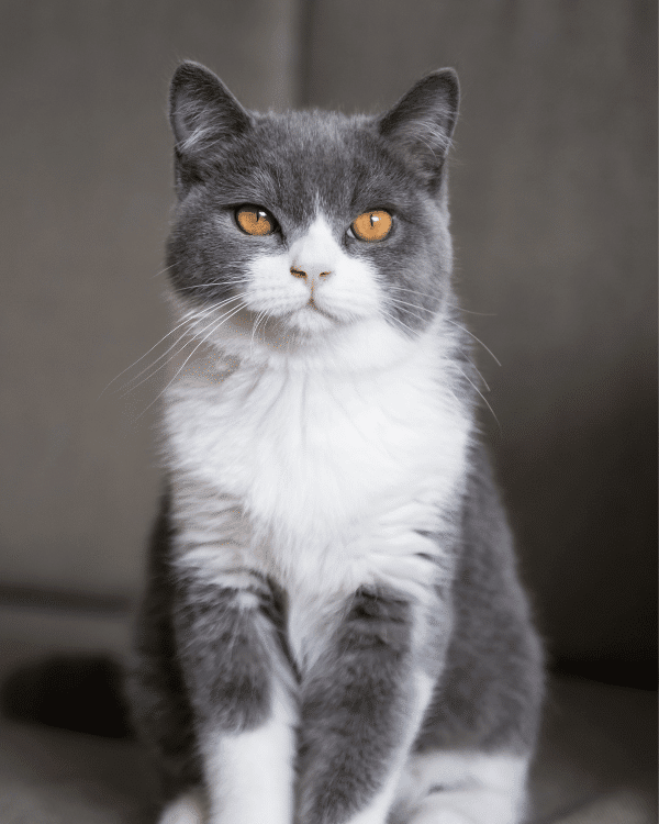 british shorthair cat